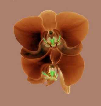 F 035A
